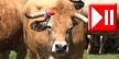 Les Hermaux (48) - la transhumance des vaches au Col de Bonnecombe 
